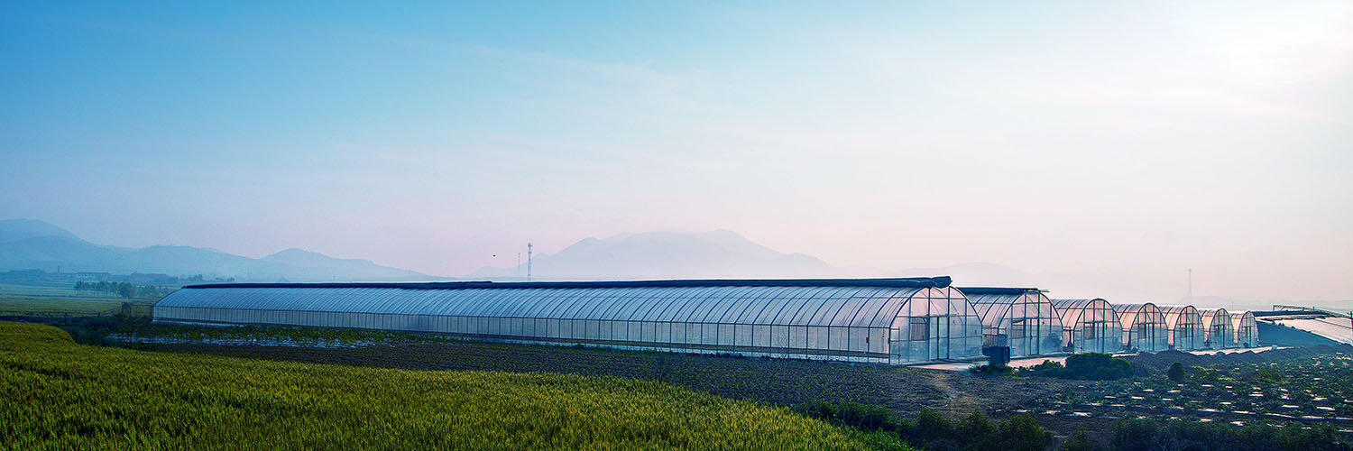 SUNRISE HARVEST - Organic farming for produce