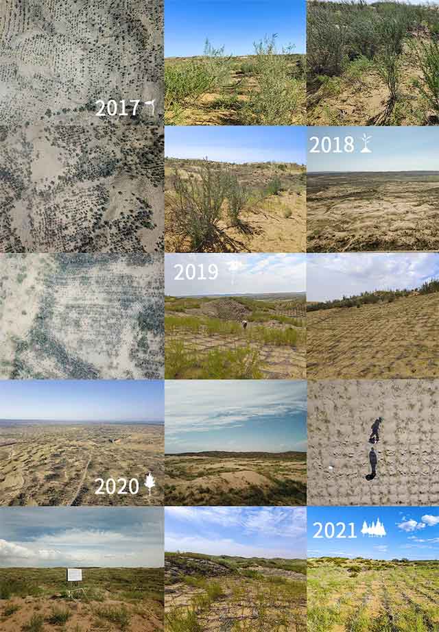 (The vegetation planted 6 years ago)