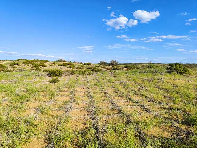 (Lush and green Mu Us Desert)