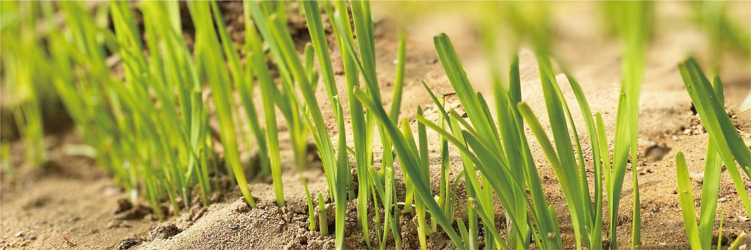 Is it possible to buy the leeks without spraying insecticide?